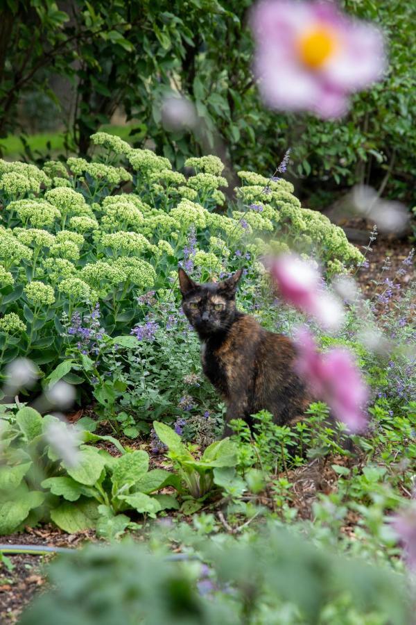 The Cat And The Owl B&B Groenlo Exterior photo